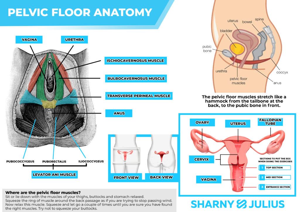 Images of the pelvic floor and uterus