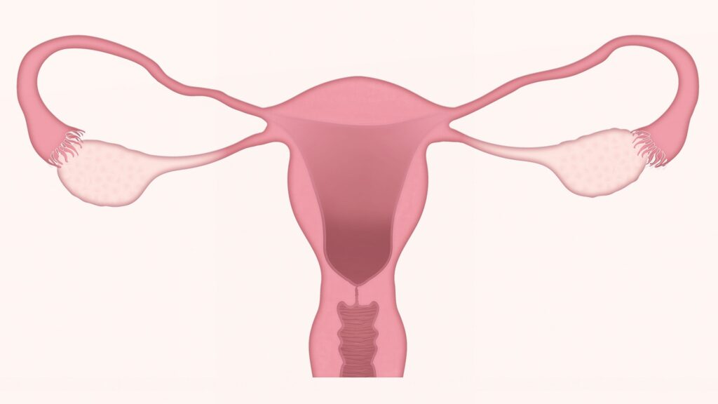 uterus for this article best kegal balls for strengthening the vagina