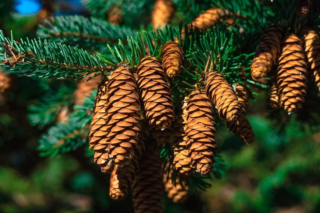 pine cones