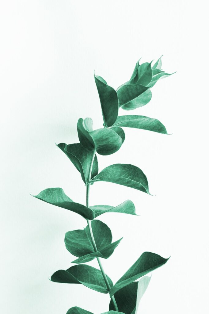 eucalyptus leaves