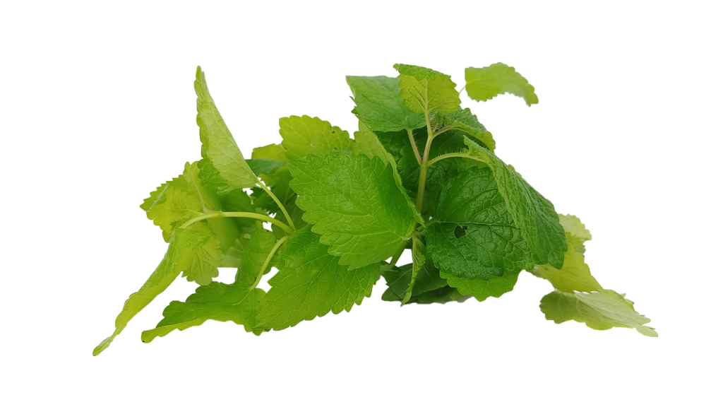 spearmint plant