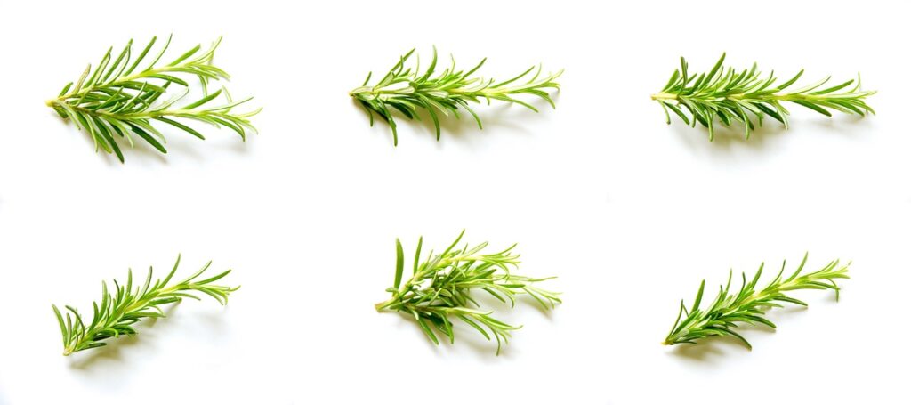 rosemary plants